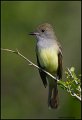 _1SB0371 great-crested flycatcher